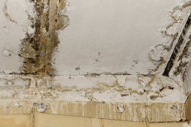 Trusted Minnetrista, MN Mold Removal Experts